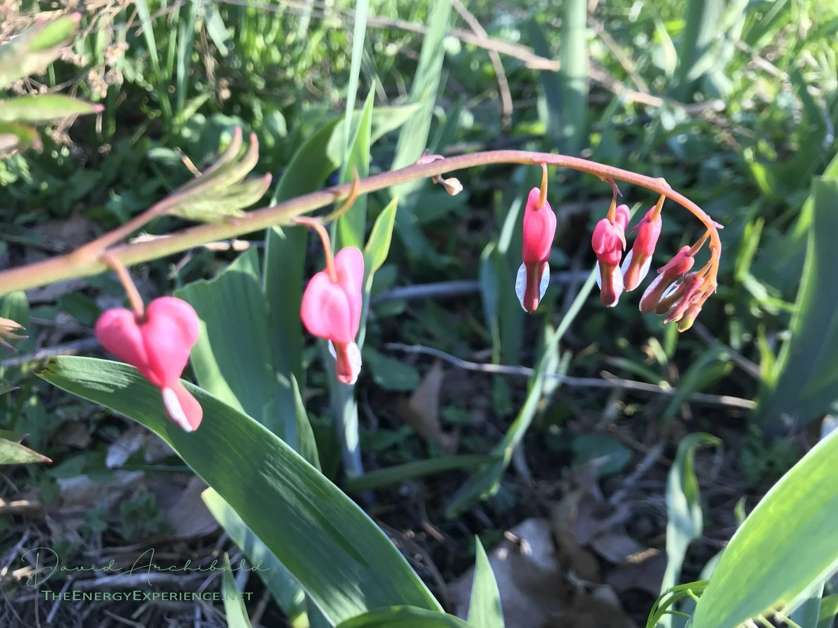 The Tao Te Ching - Verse 51