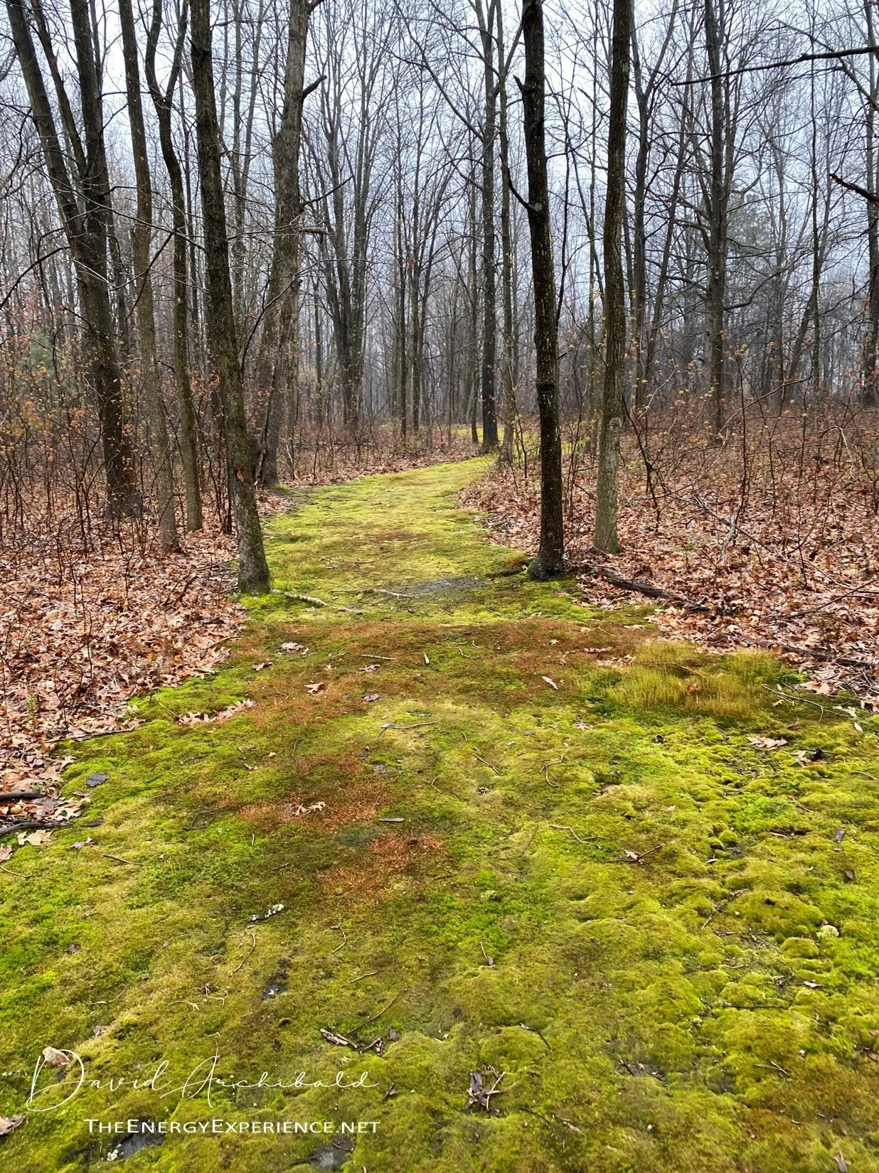 The Tao Te Ching - Verse 53