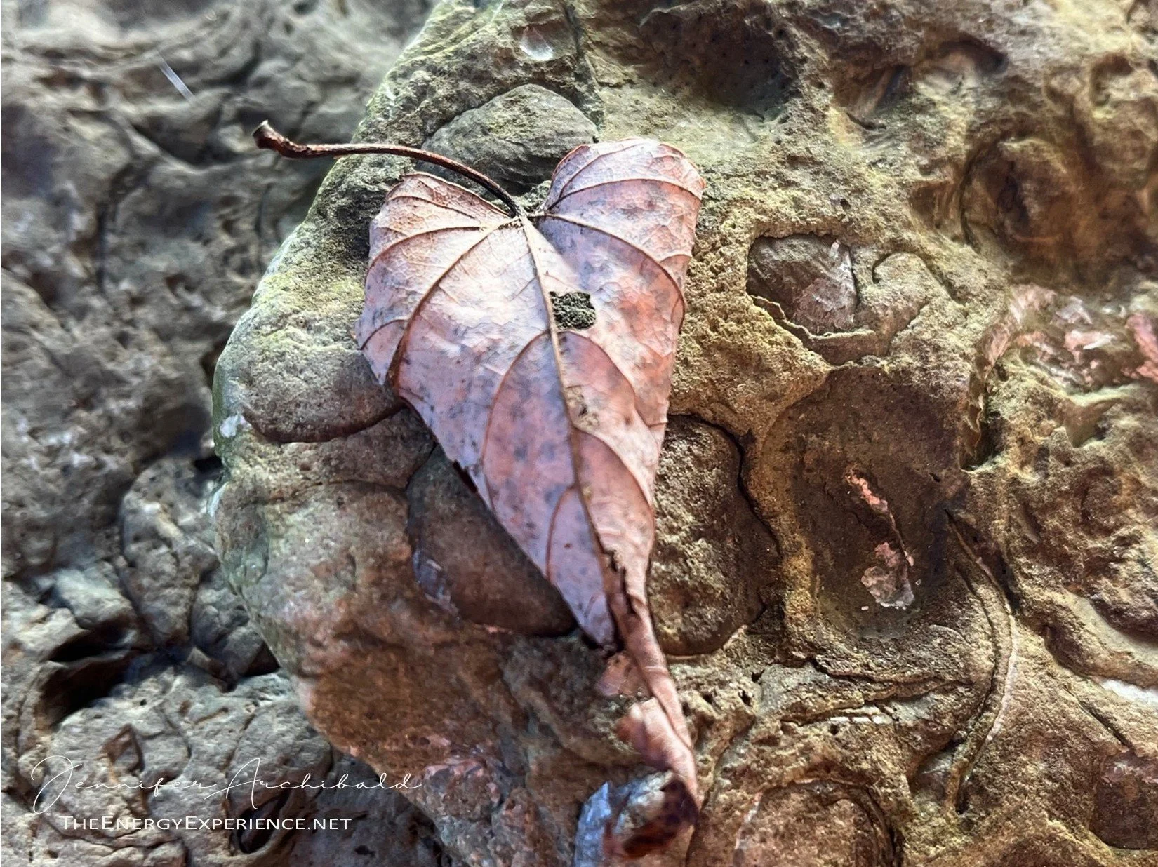 The Tao Te Ching - Verse 54