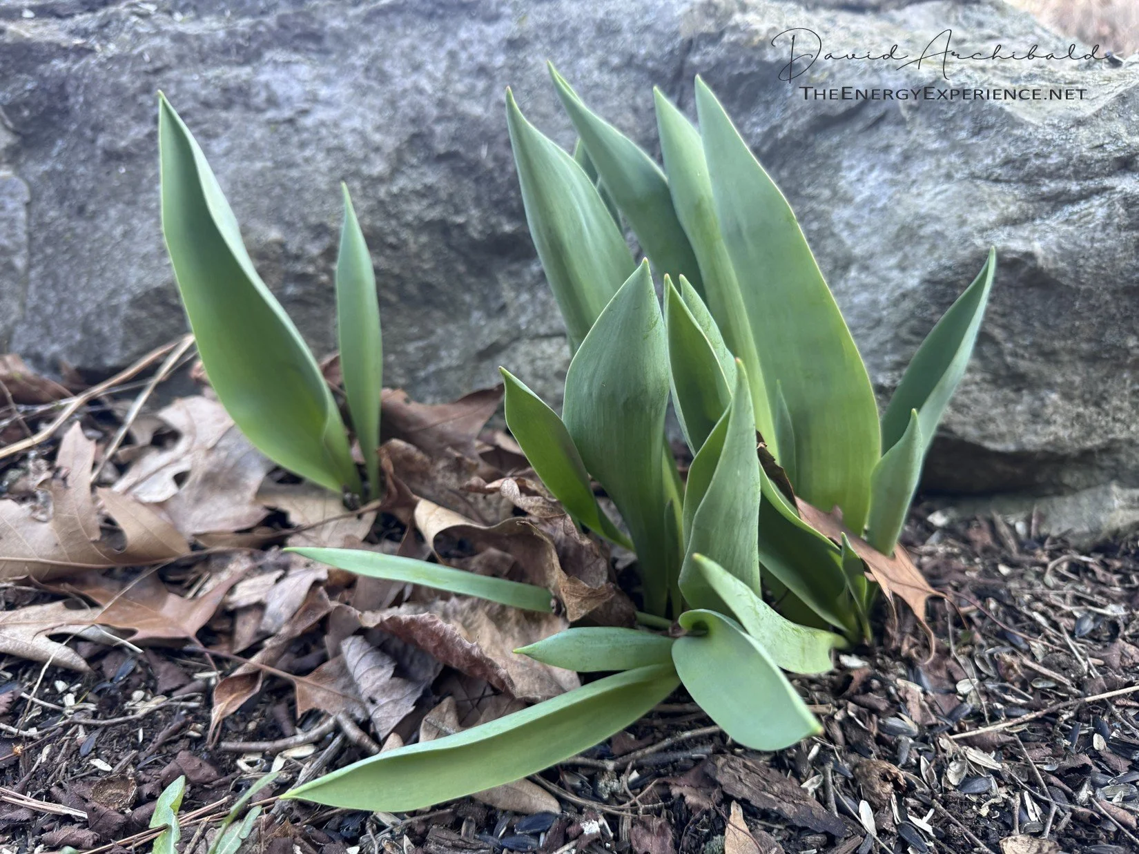 The Tao Te Ching - Verse 55