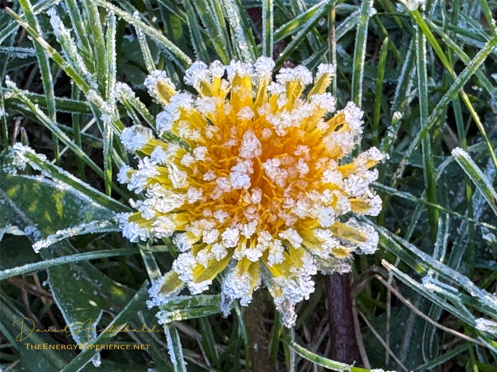 The Tao Te Ching - Verse 61