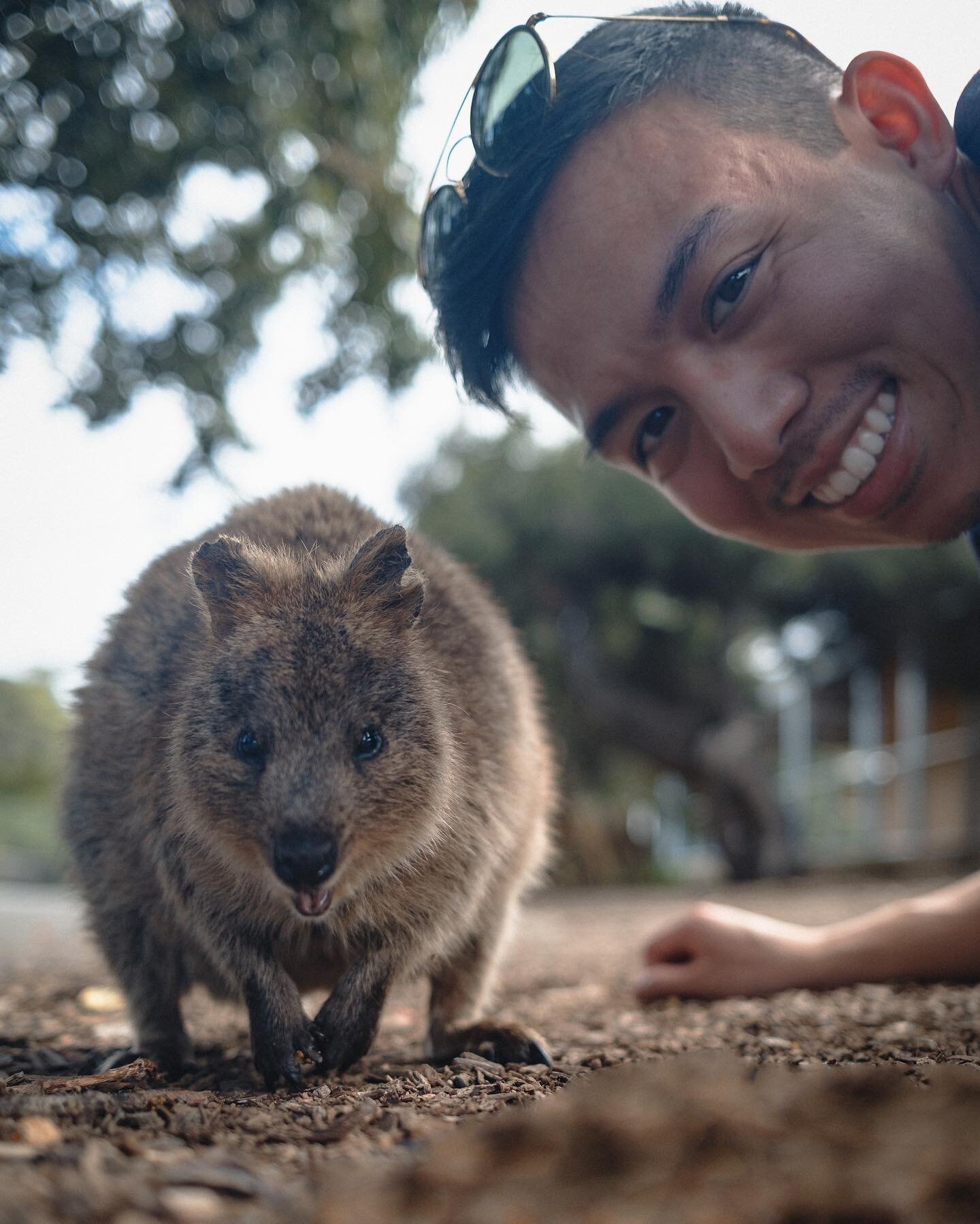 Half of my Quokka photos were out of focus 🫠
Anywho, they were cute as advertised :)
#rottnestisland #rottnestislandwa #discoveraustralia #canonaustralia #perthlife #perthtodo #quokkaselfies #quokkas