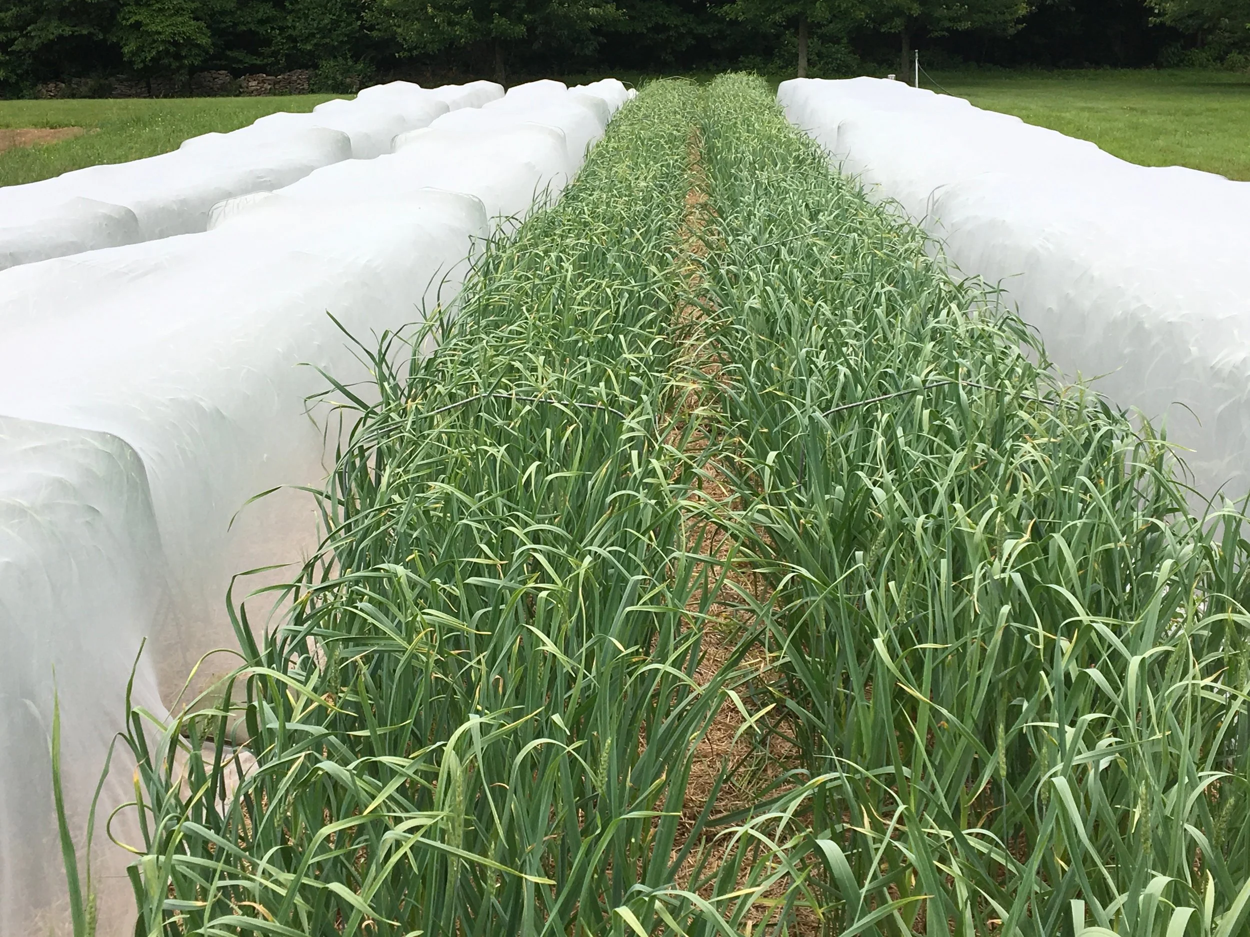 Dax Funderburk - Uncover leaf miner .JPG