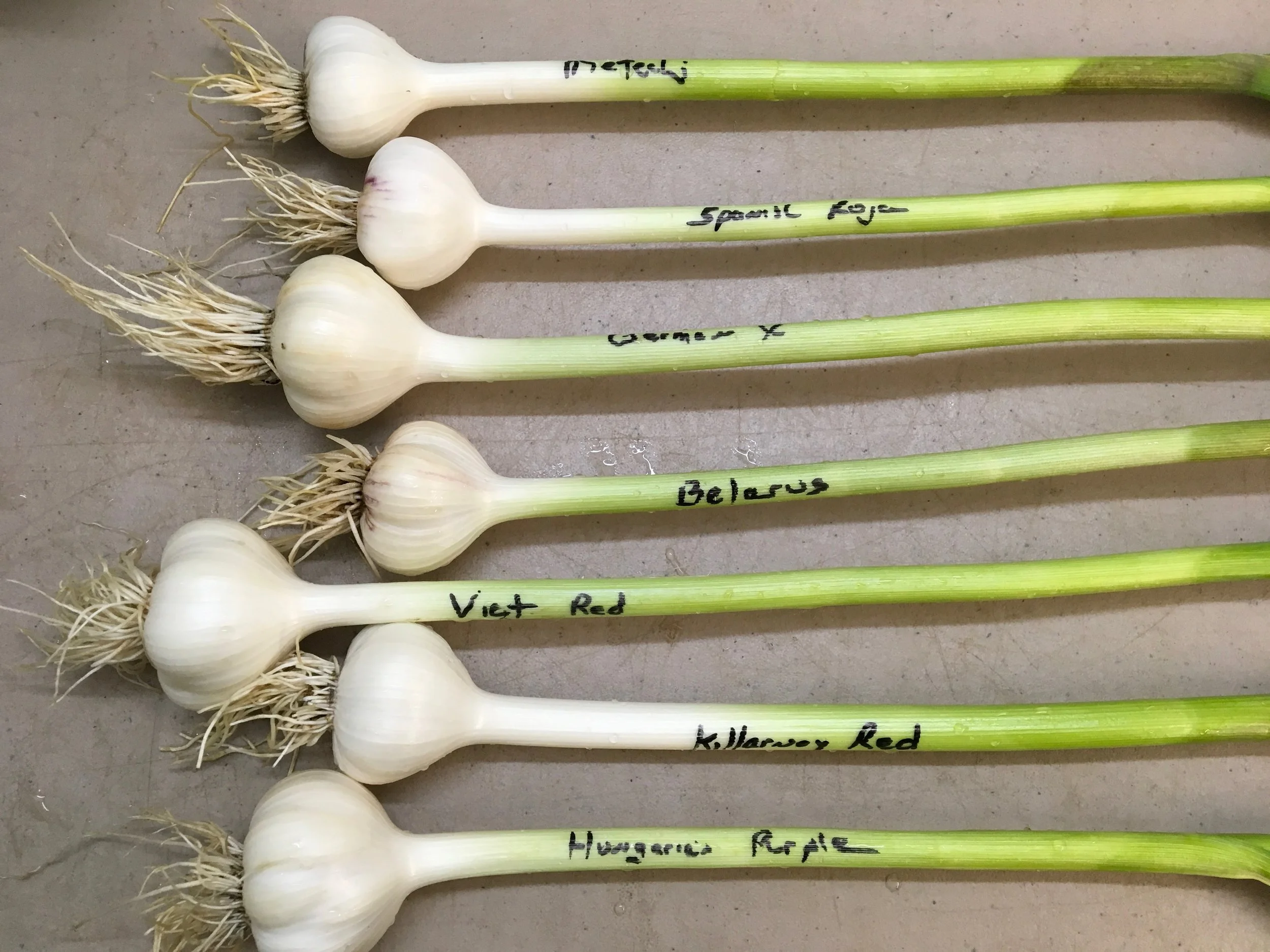 Dax Funderburk - Fresh Garlic Varieties .JPG
