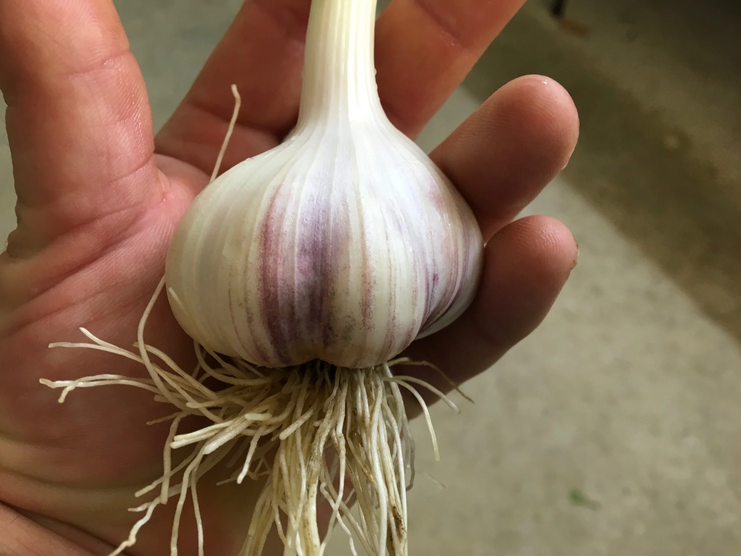 Dax Funderburk - Fresh Garlic Hand .JPG