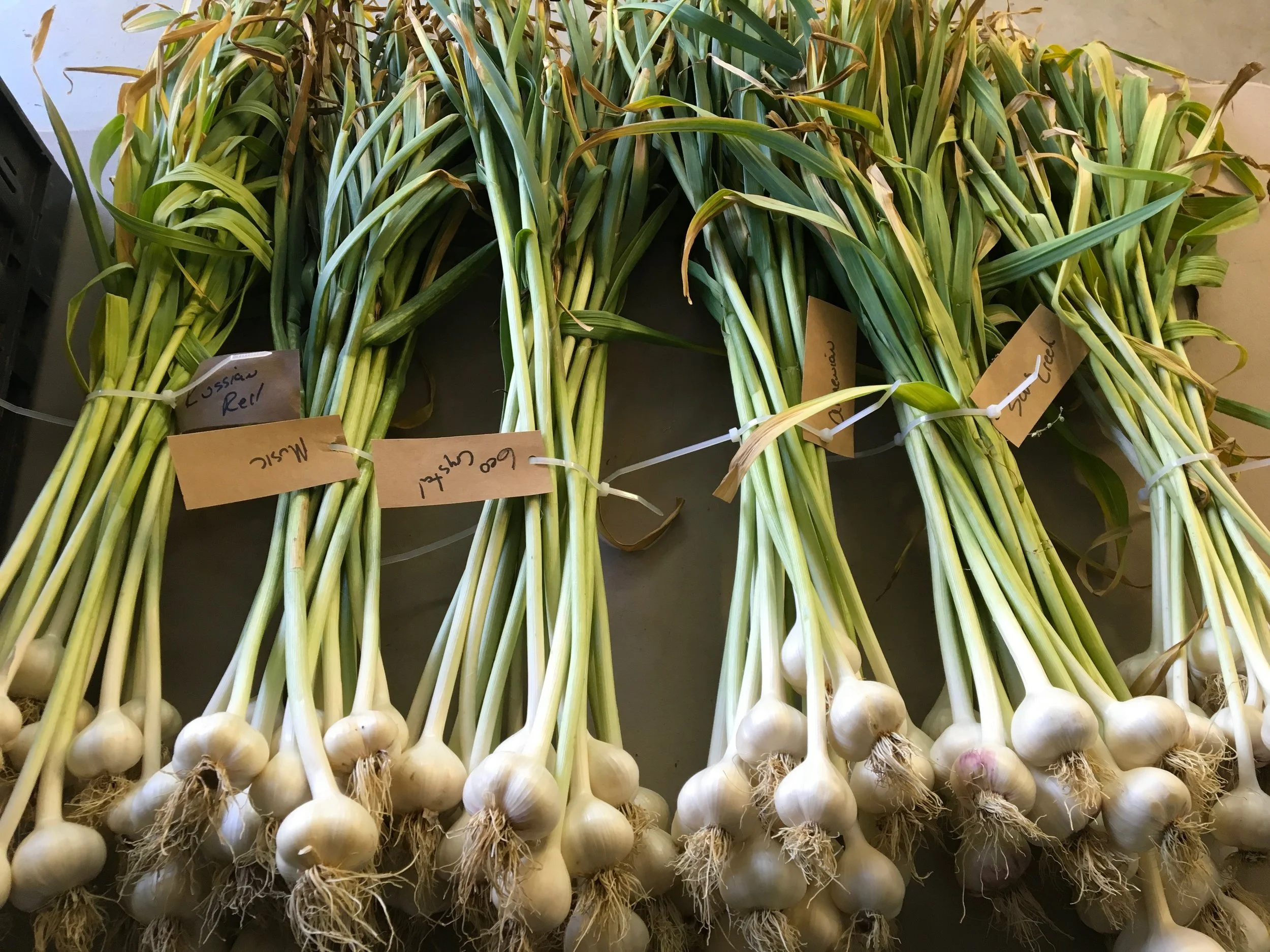 Dax Funderburk - Fresh Garlic .JPG