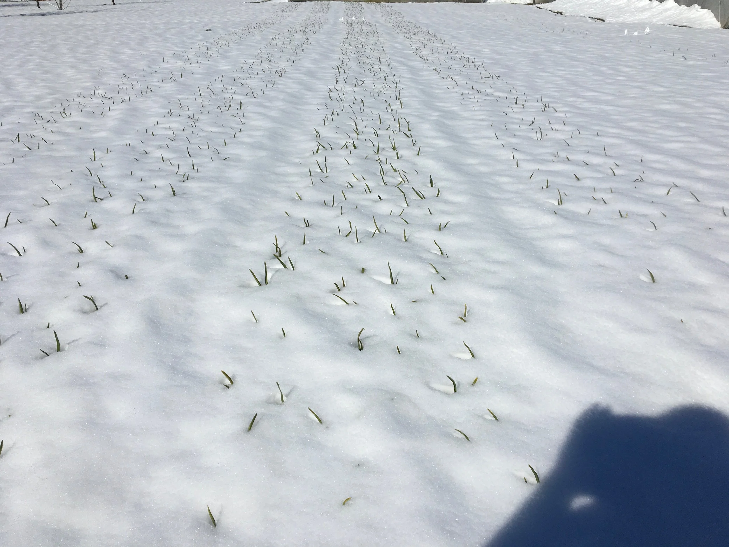 Dax Funderburk - early spring onion snow .JPG