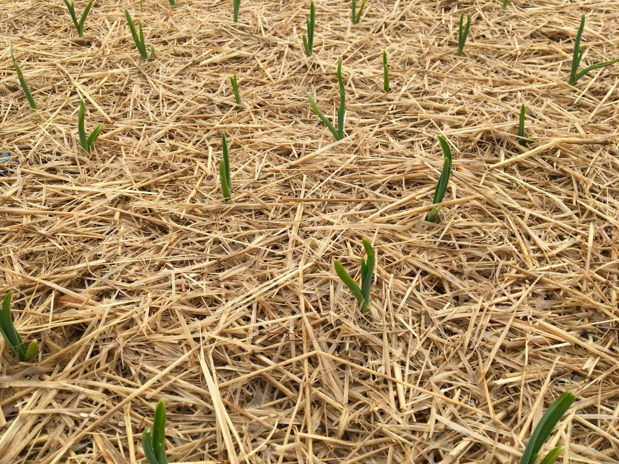 Dax Funderburk - early season Garlic through mulch .jpg