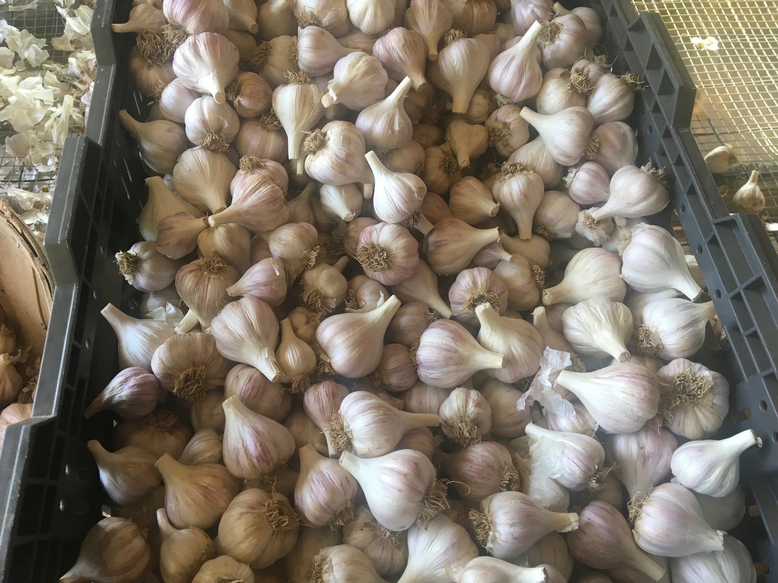 Dax Funderburk - Crate of bulbs .JPG