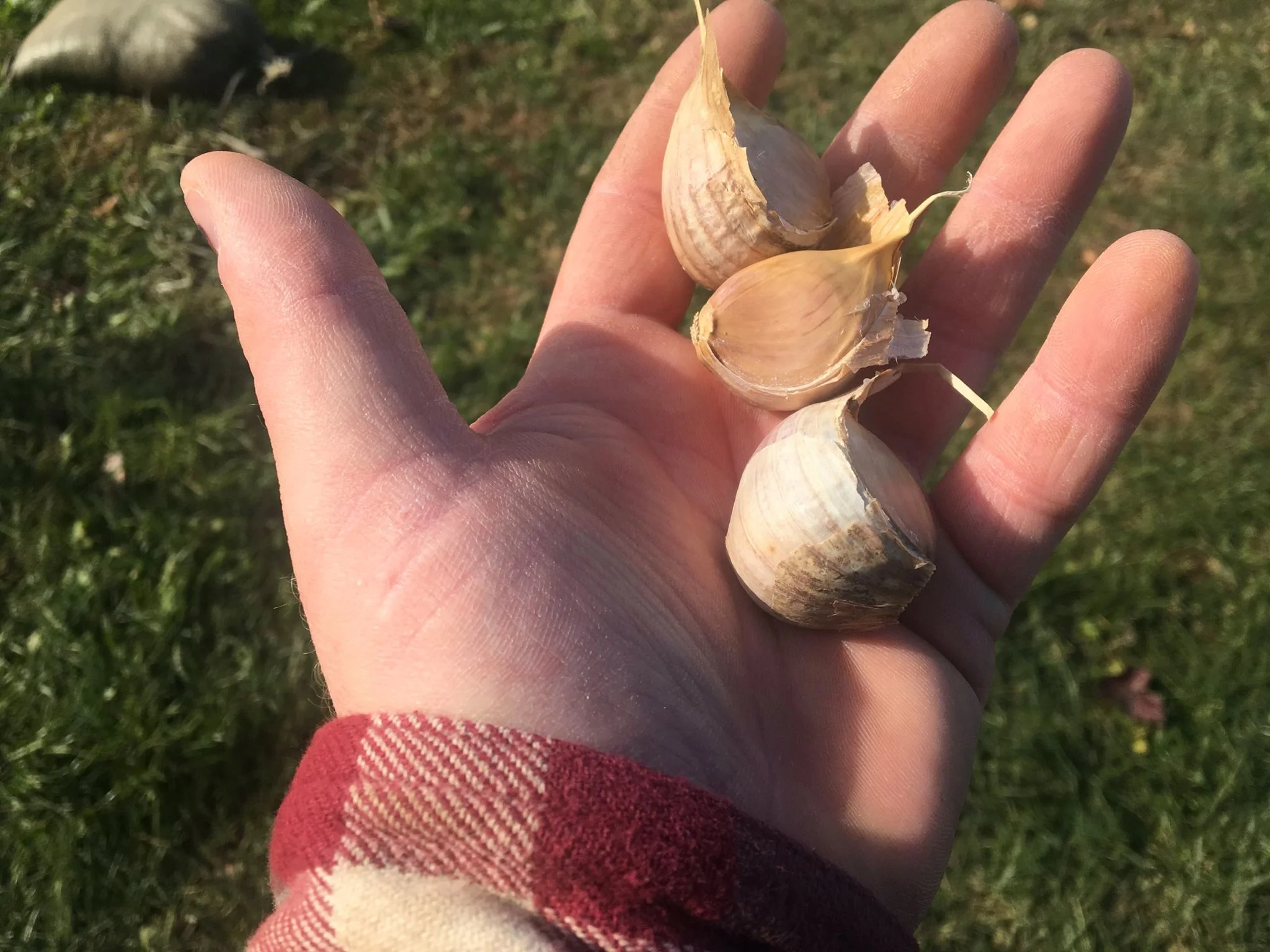 Dax Funderburk - Cloves in hand.jpg