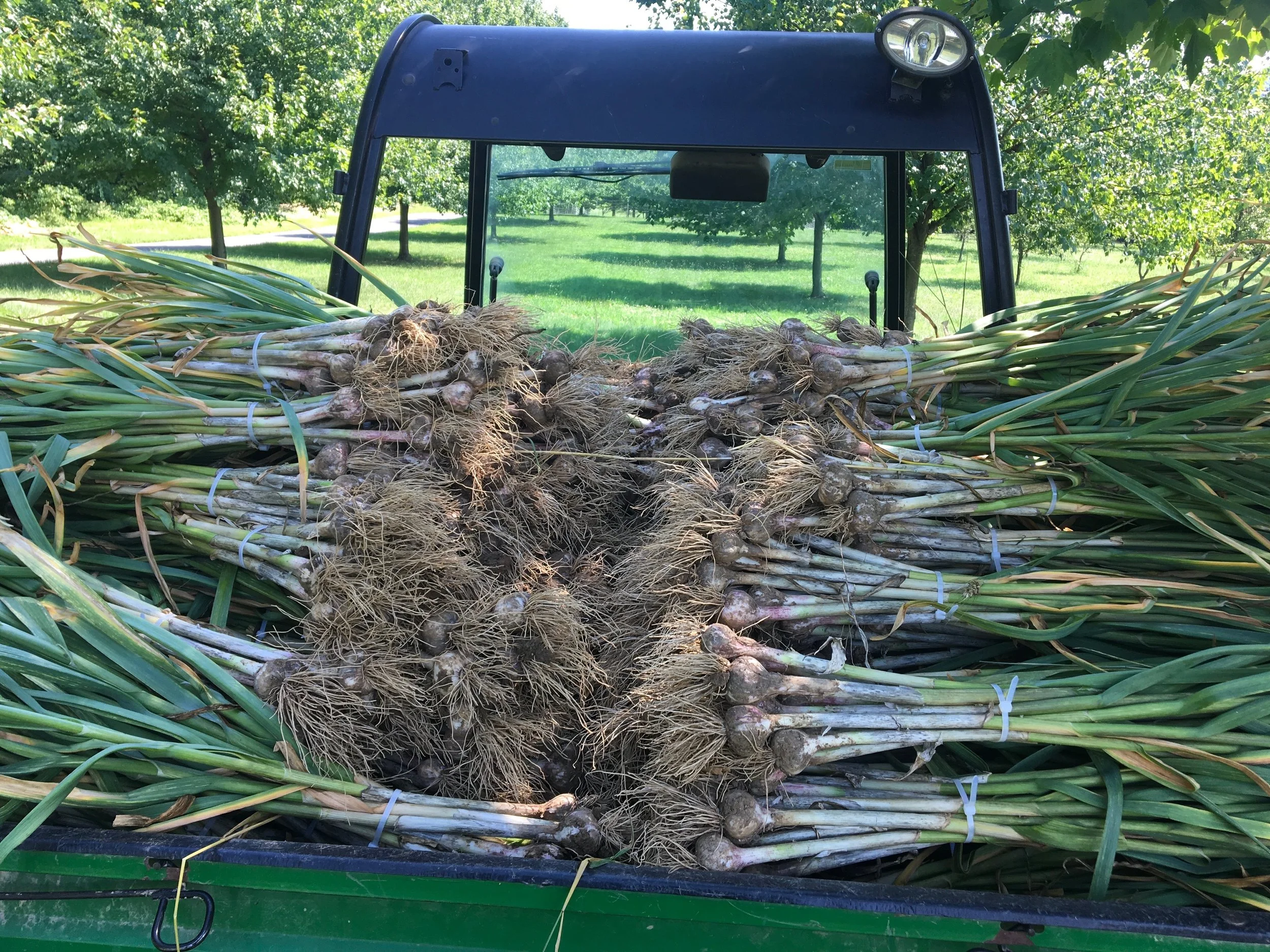 Dax Funderburk - Gator load garlic harvest .JPG