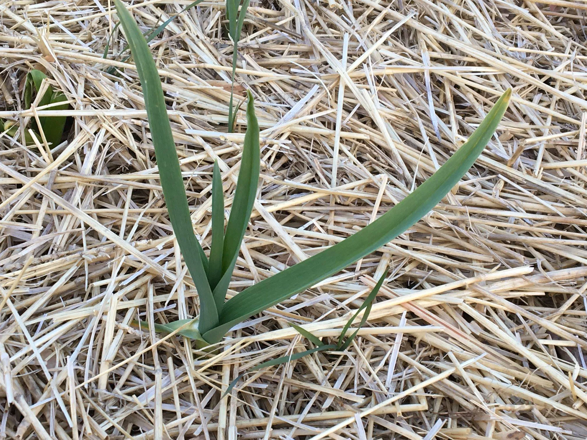 Spring has sprung...and so has the garlic!