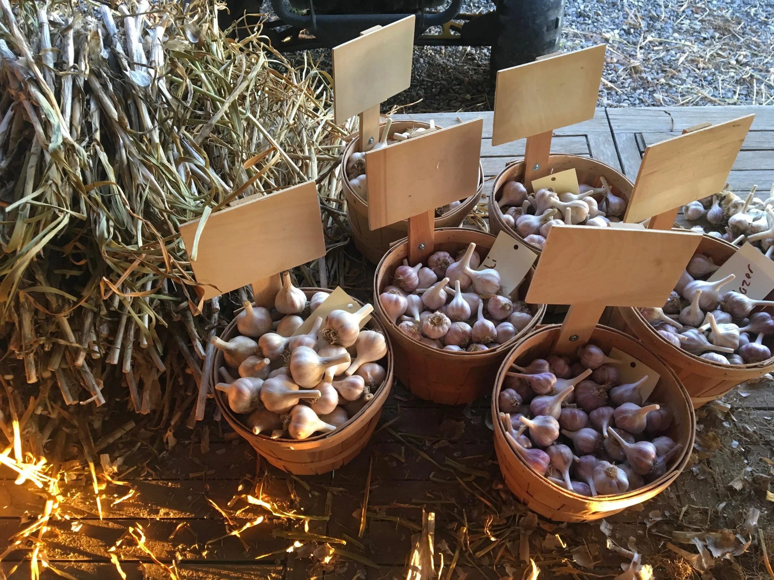 Garlic placeholder photo - min.JPG