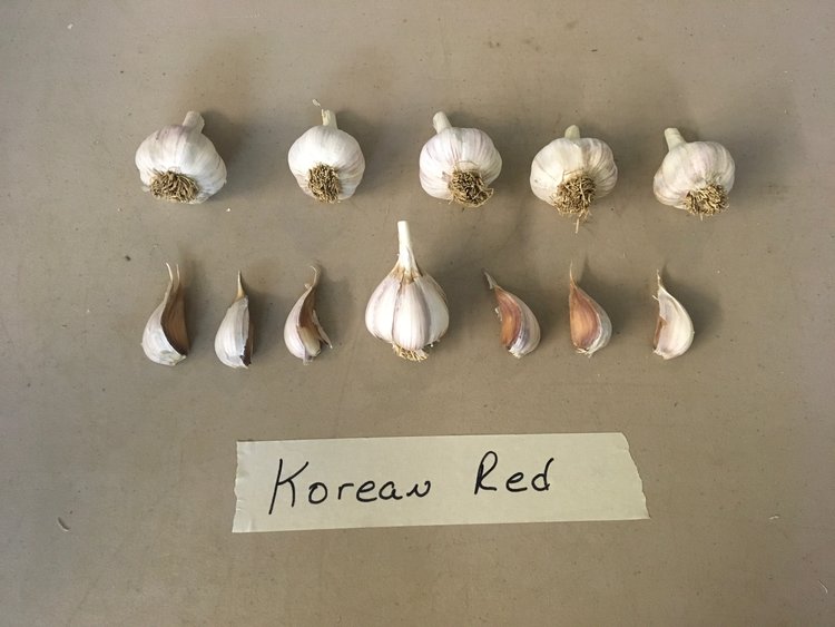 Korean Red