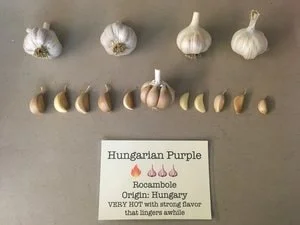 Hungarian Purple-min.jpg
