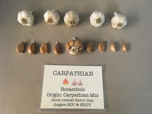 Carpathian-min.jpg