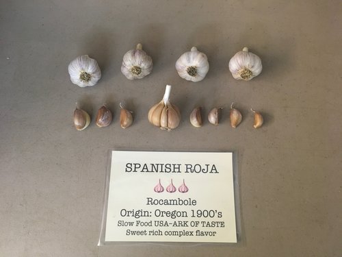 Spanish Roja-min.jpg