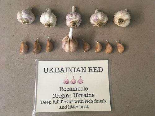 Ukranian Red-min.jpg