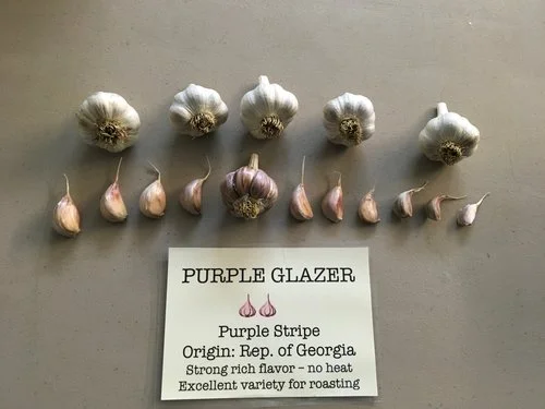 Purple Glazer-min.jpg