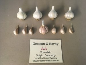 German X Hardy-min.jpg