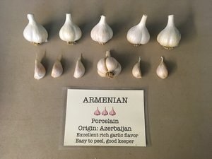 Armenian-min.jpg