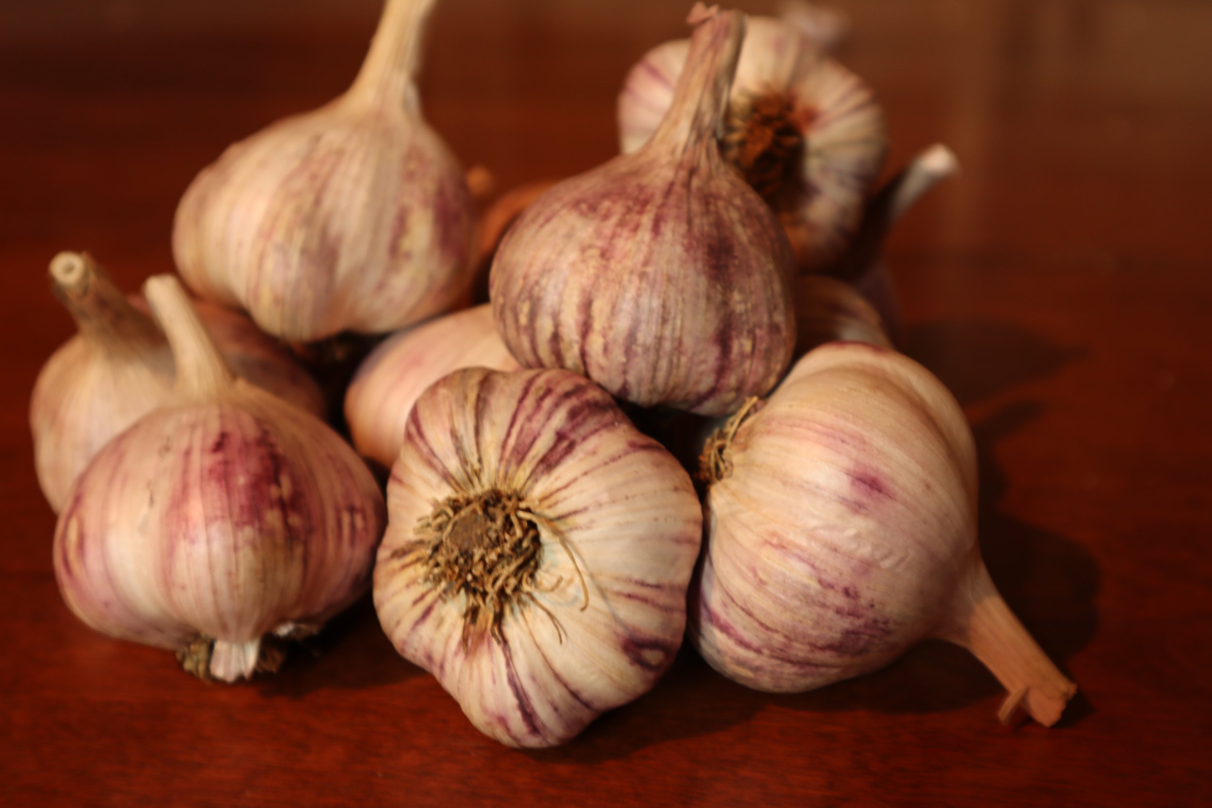 Thai Purple Bulbs 2021.JPG