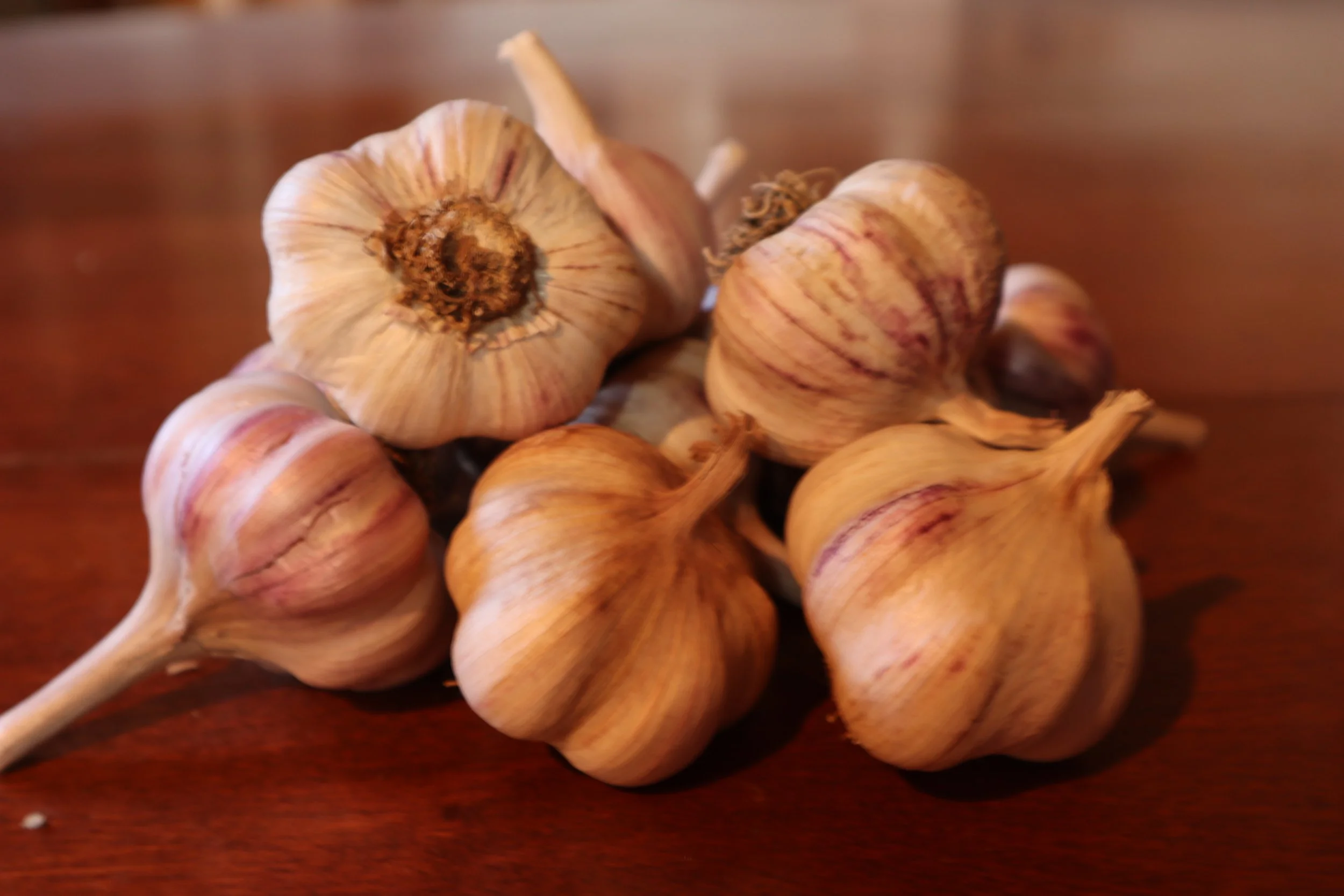 Basque Bulbs 2021.JPG