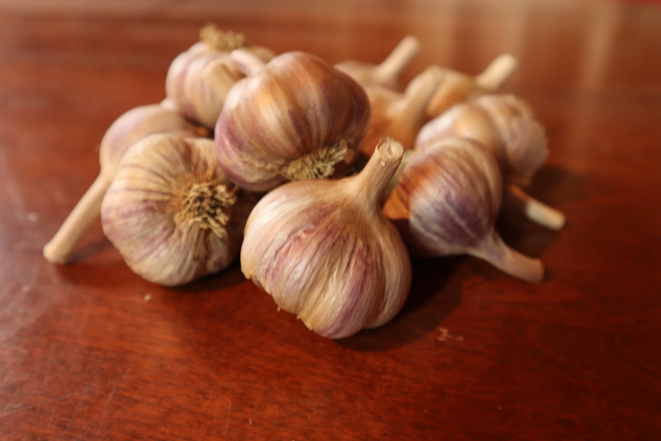 Spanish Roja Bulbs 2021 .JPG