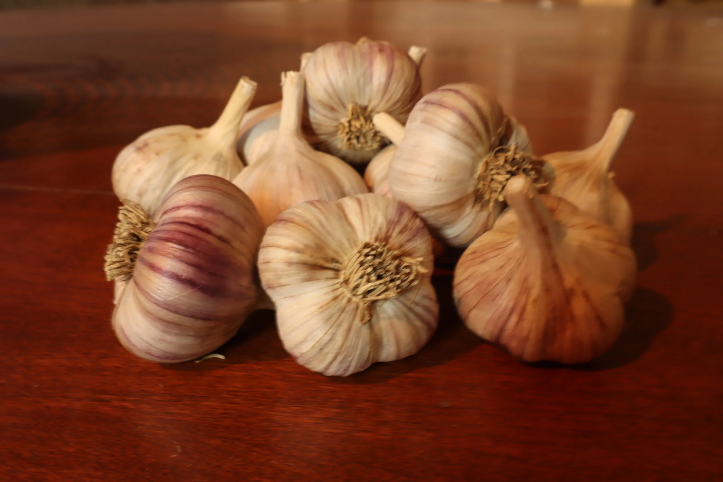 Metechi Bulbs 2021.JPG