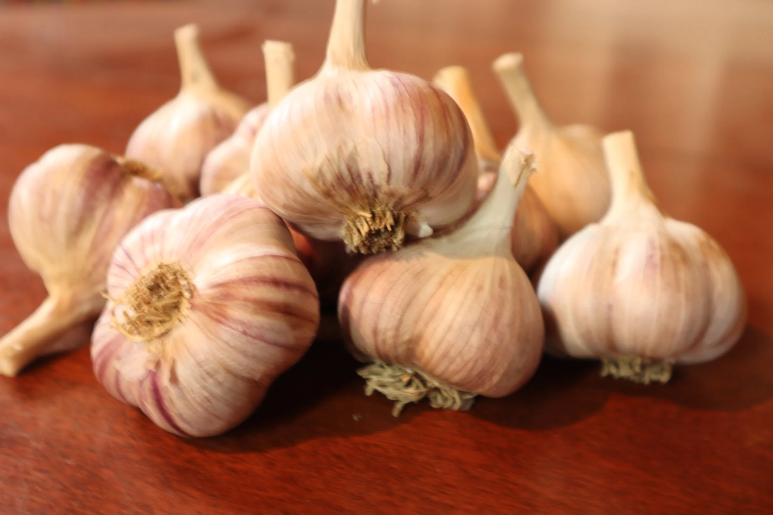 Krasnador Bulbs .JPG