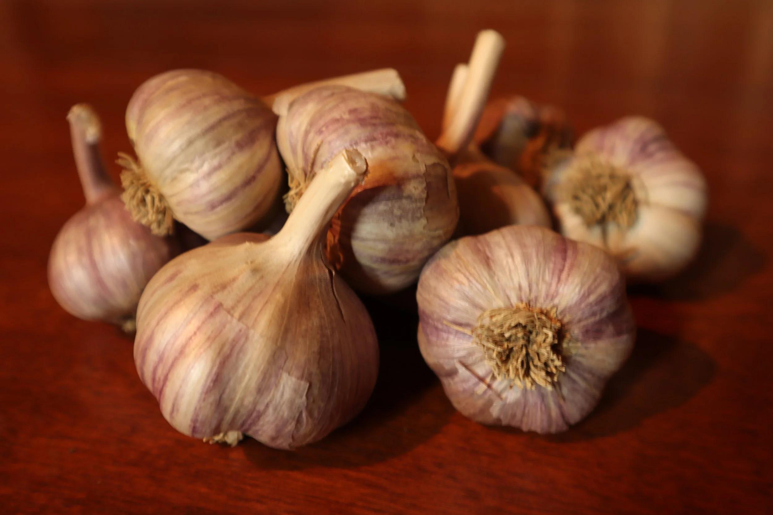 Arcuri Bulbs 2021 .JPG