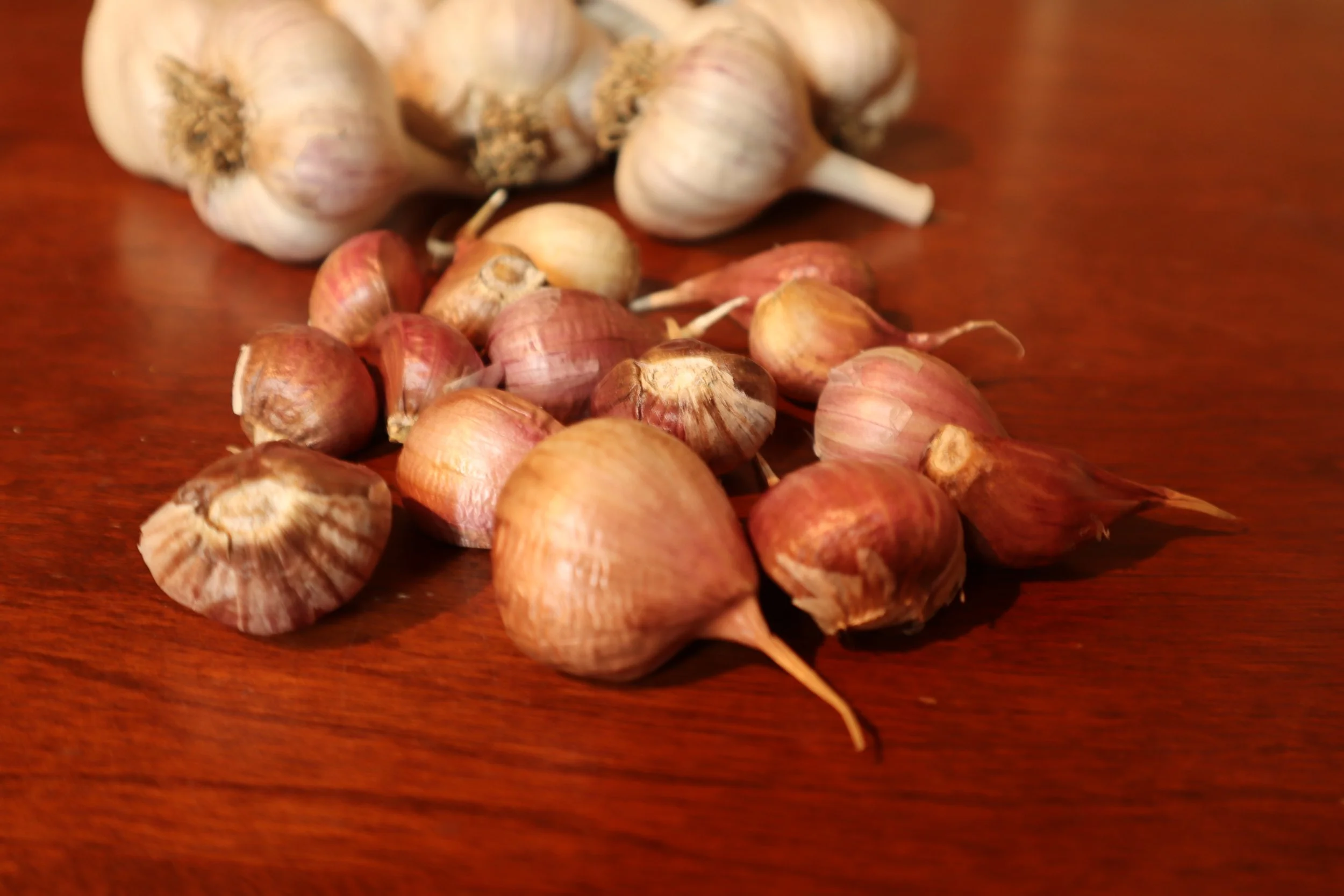 Pyonyang Cloves 2021.JPG