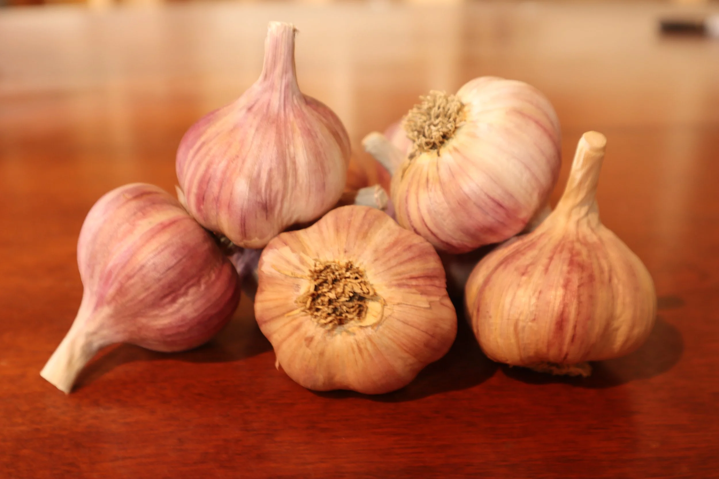 Duganski Bulbs 2021 .JPG