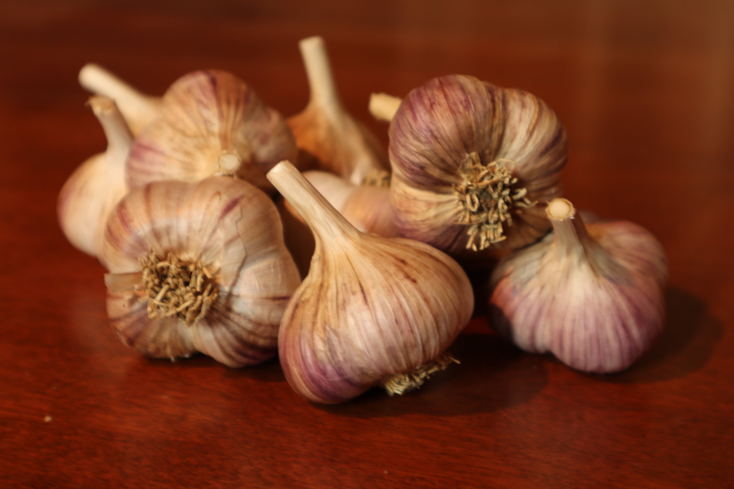 Russian Giant Bulbs 2021 .JPG