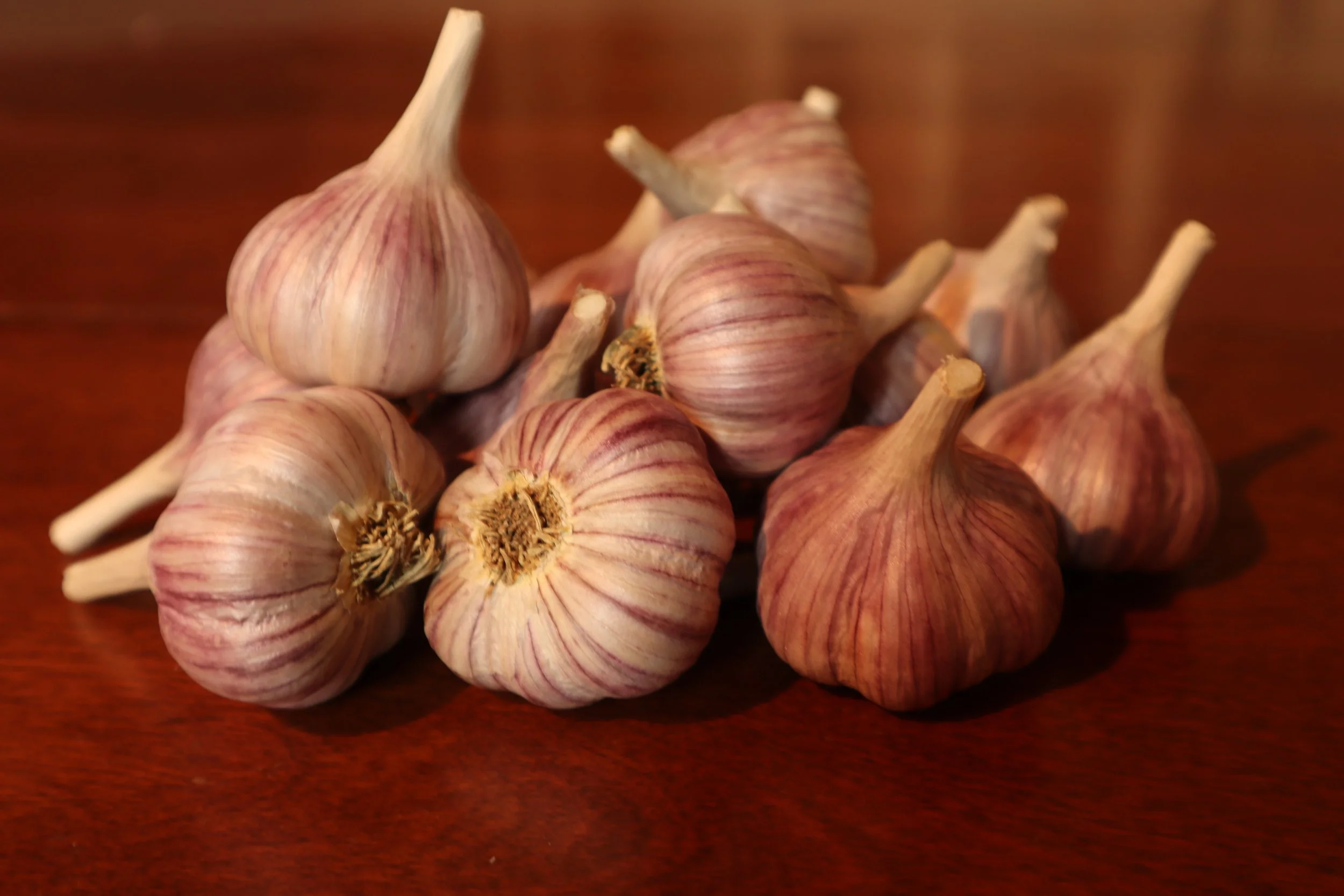 Tibet Bulbs 2021.JPG