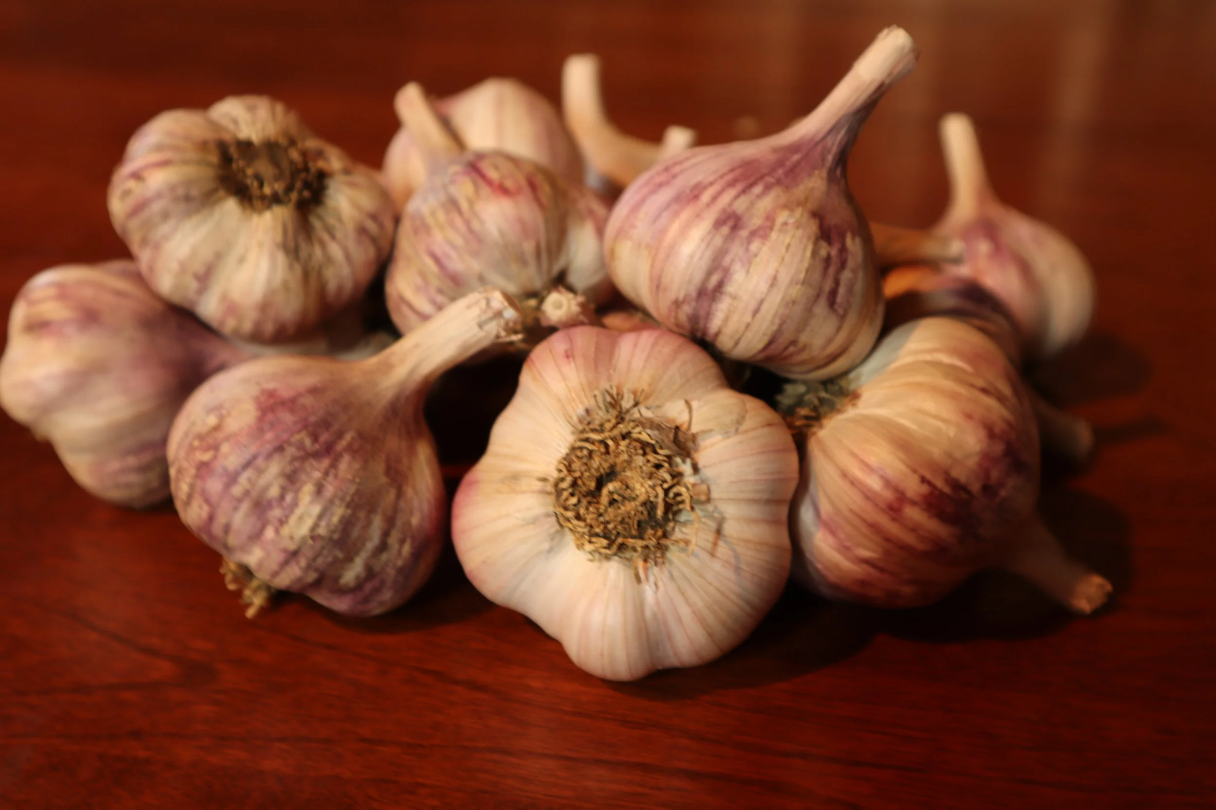 Uzbek Bulbs 2021.JPG