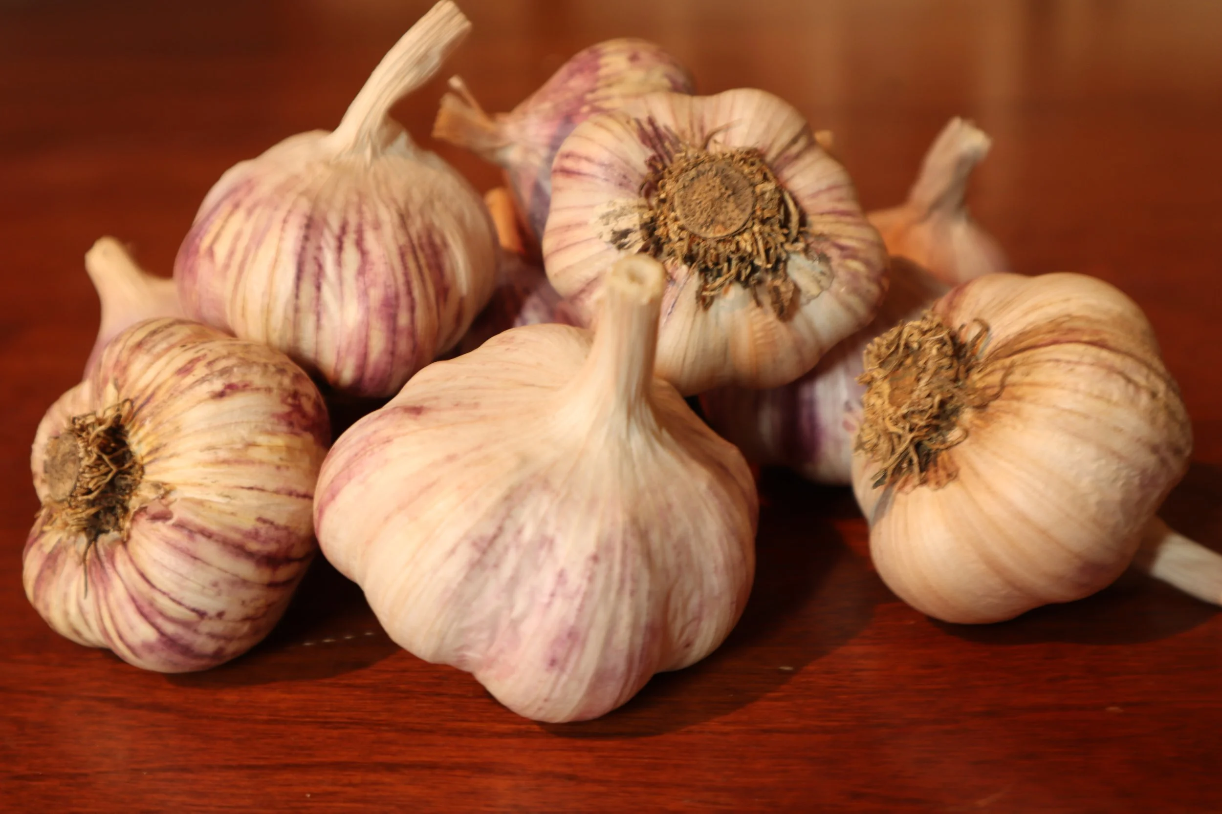 Xian Bulbs 2021 .JPG