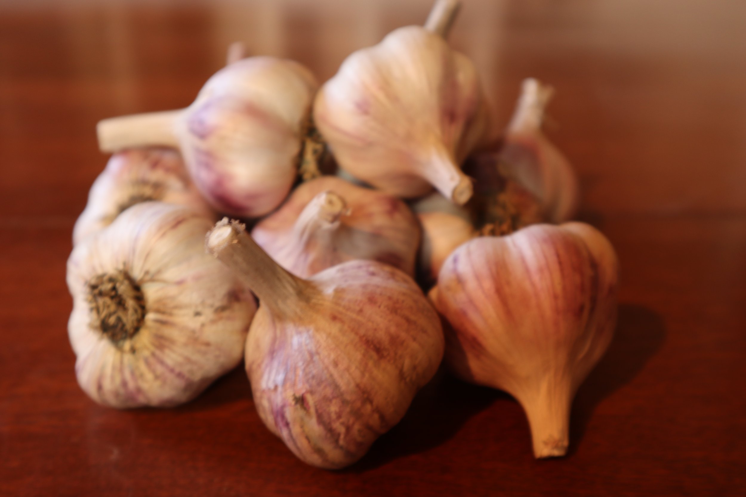 Early Port Bulbs 2021.JPG