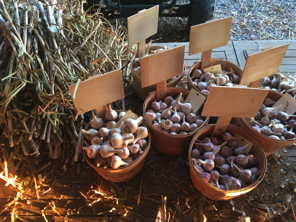 Default Garlic Web Pic.png