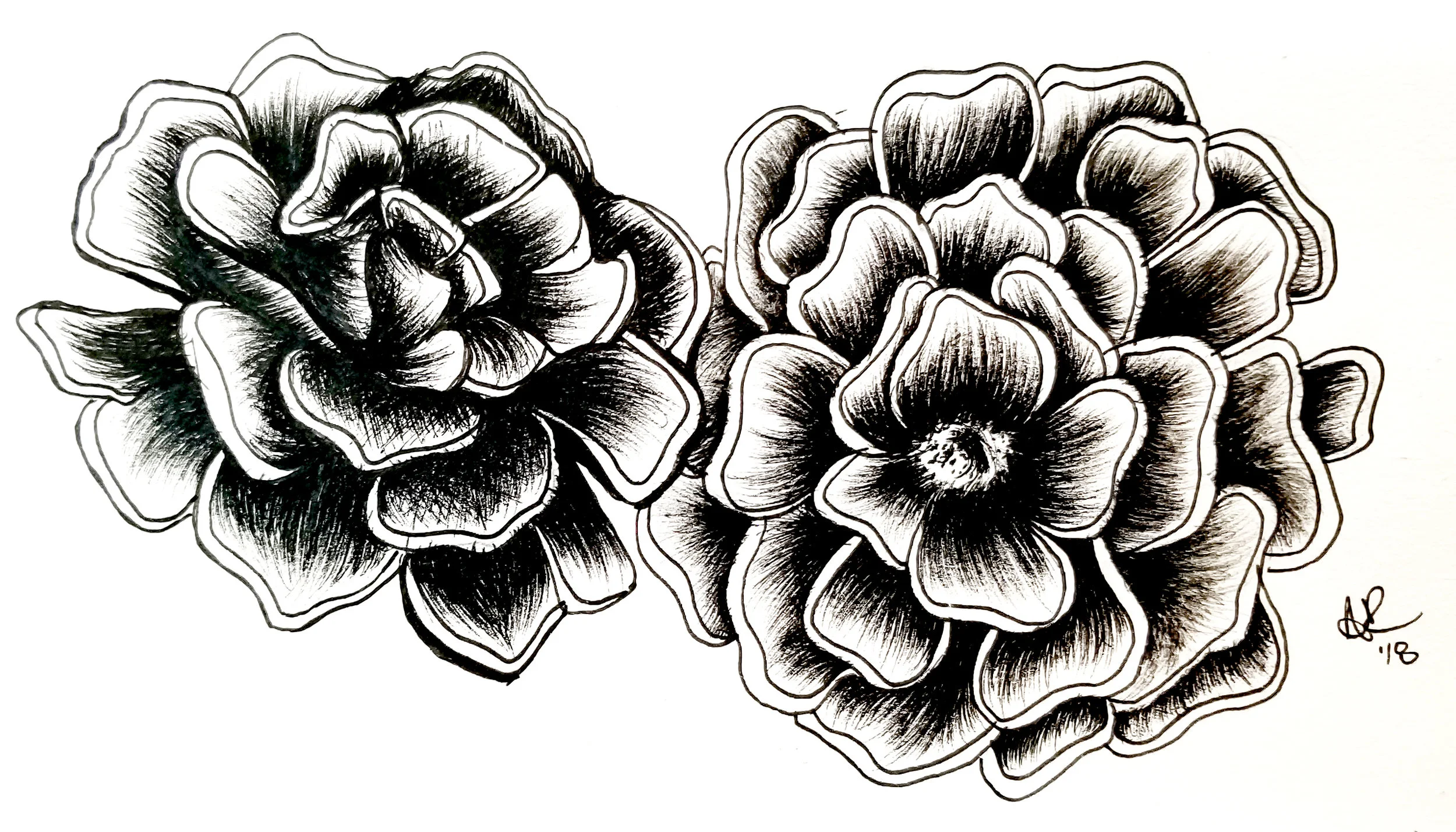 Tagetes Patula