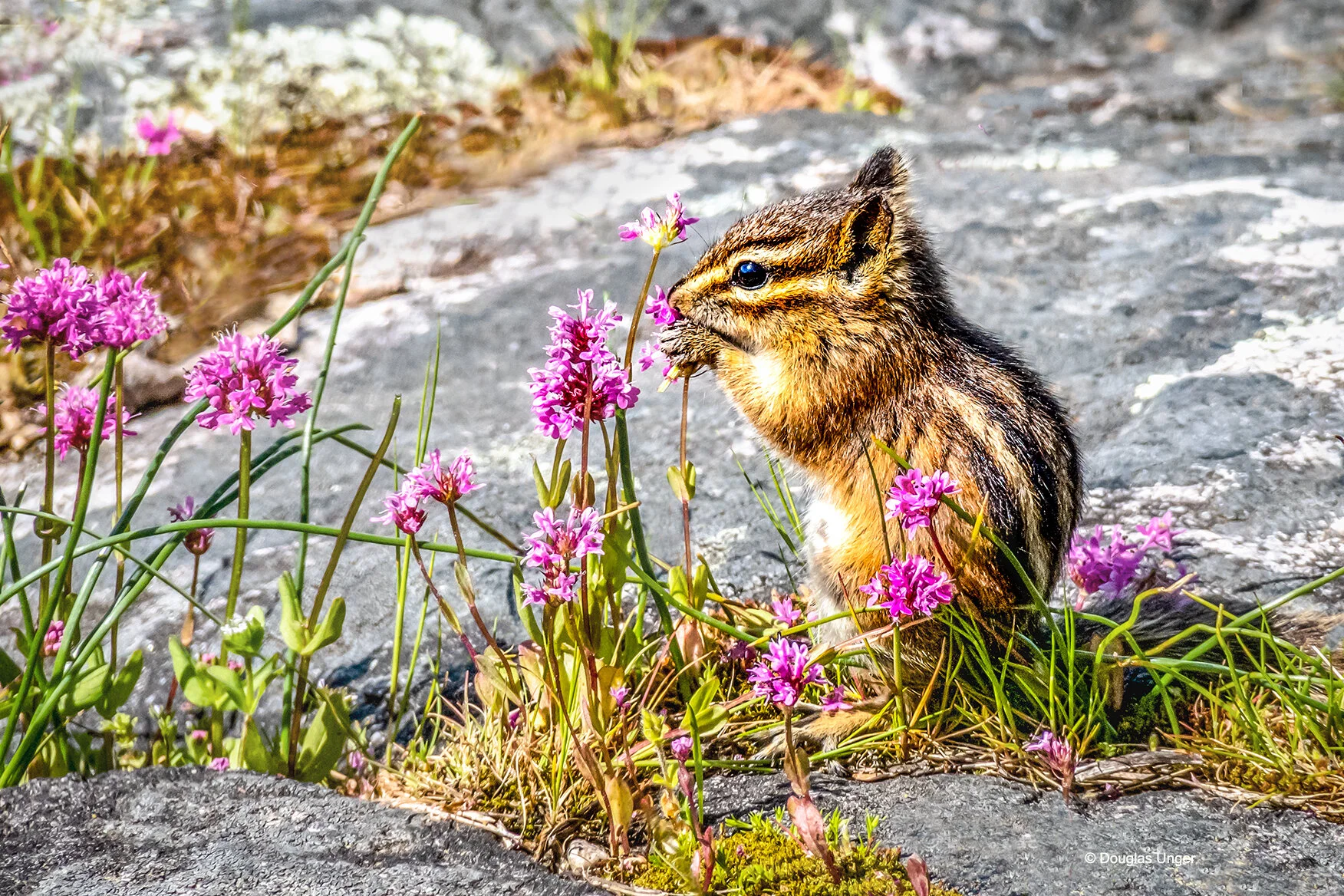 A chipmunk's Lunch