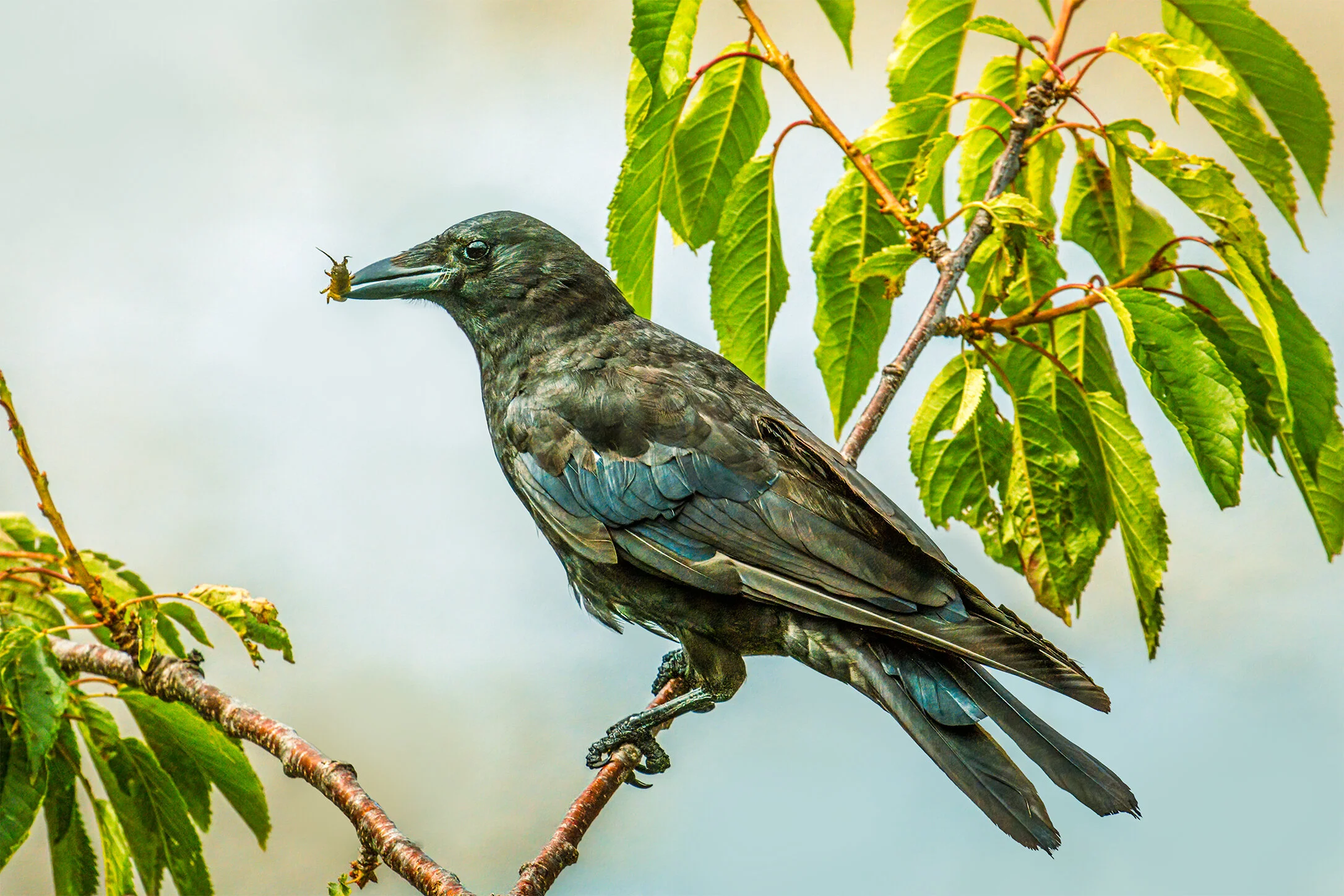 Crow On A Branch
