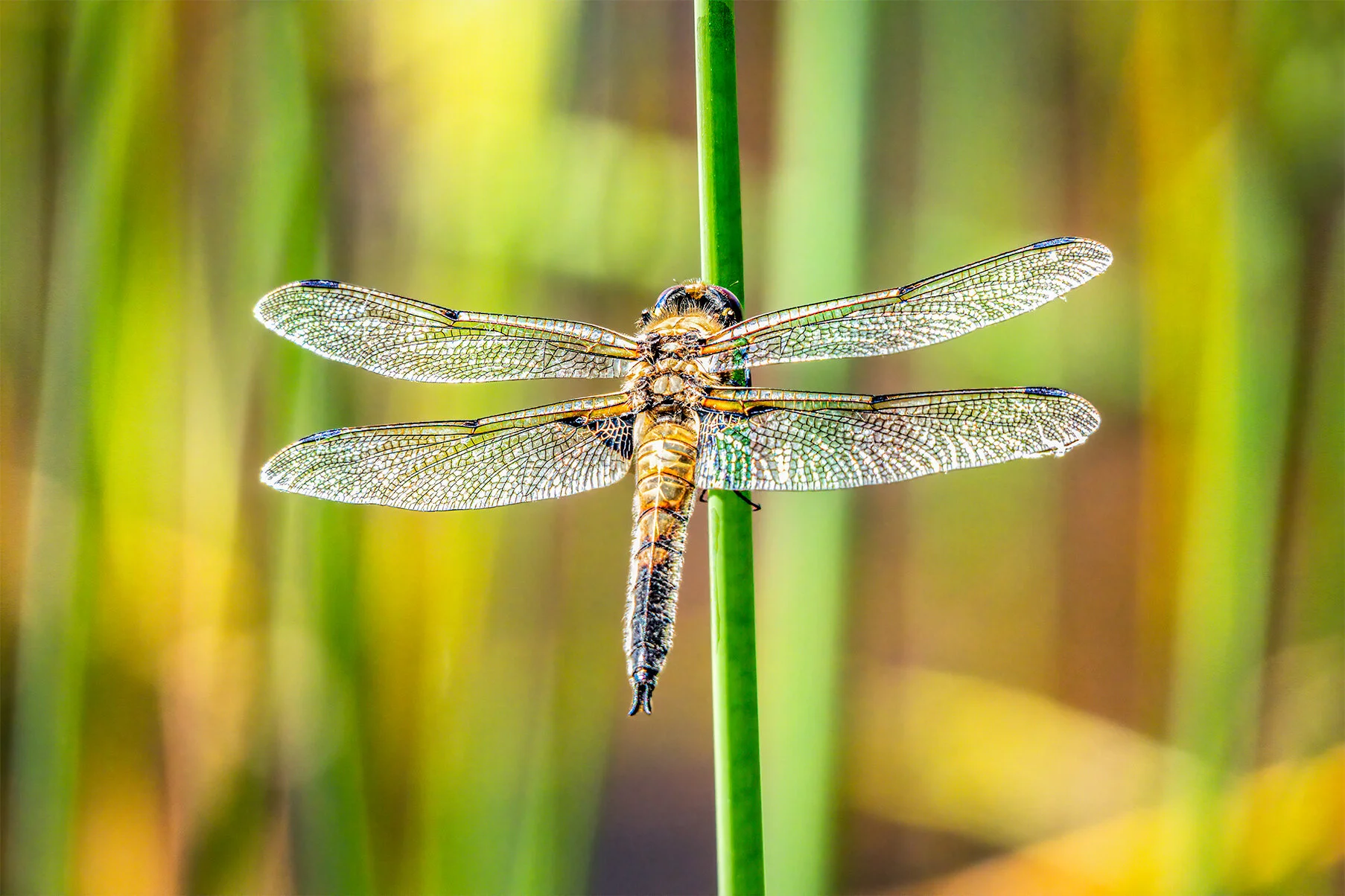Dragonfly On A Reed