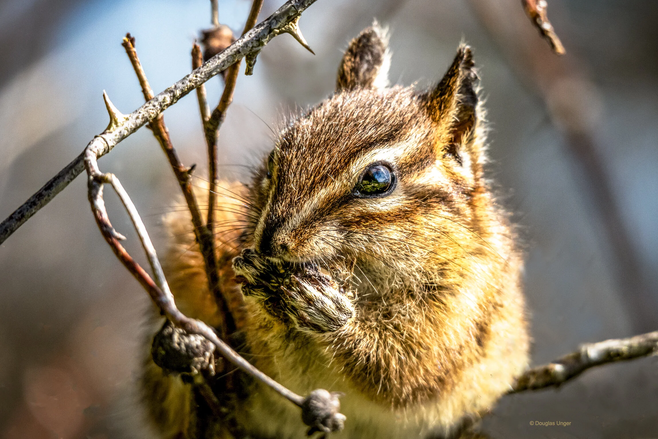 Eating In A Bush