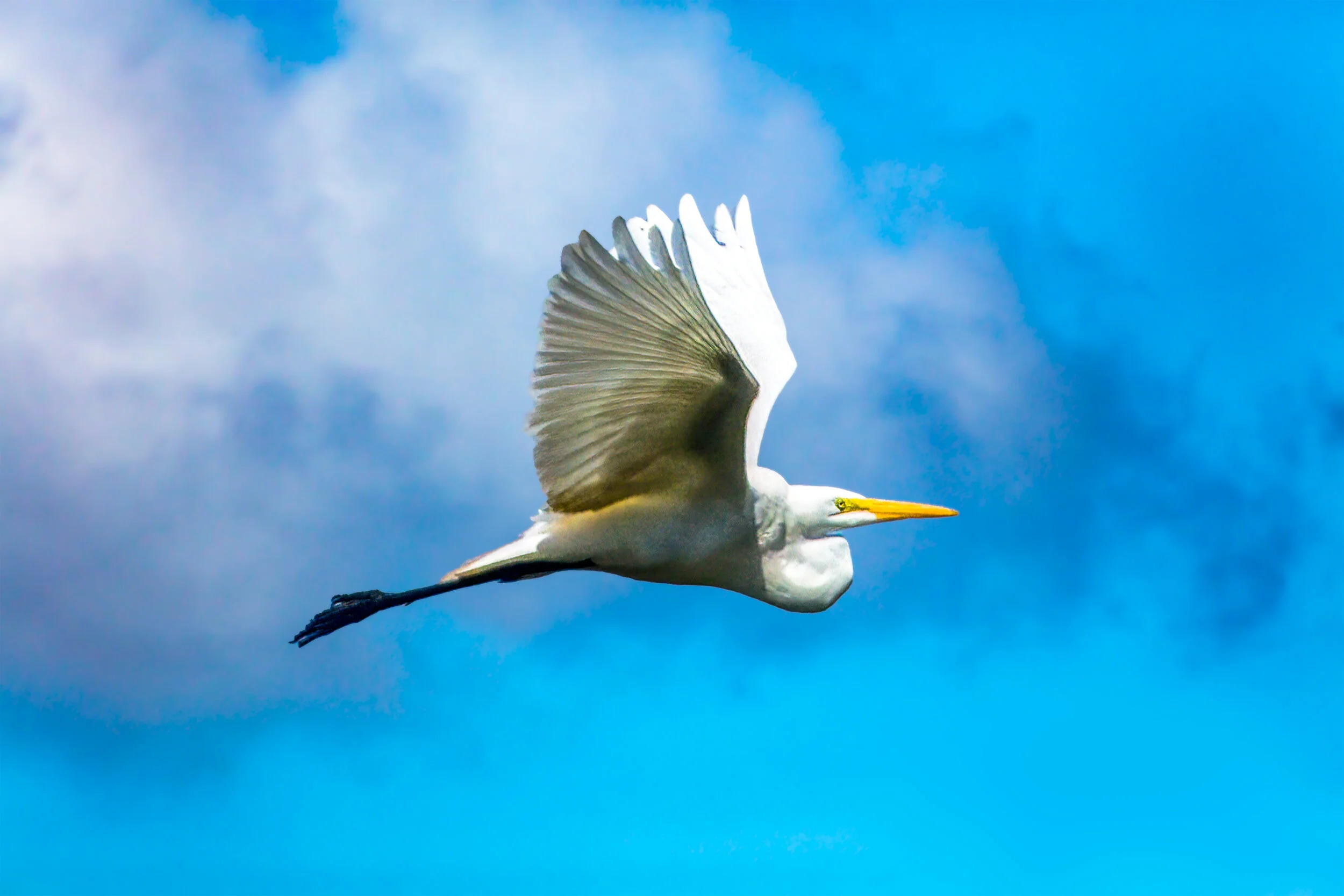 Egret And Clouds