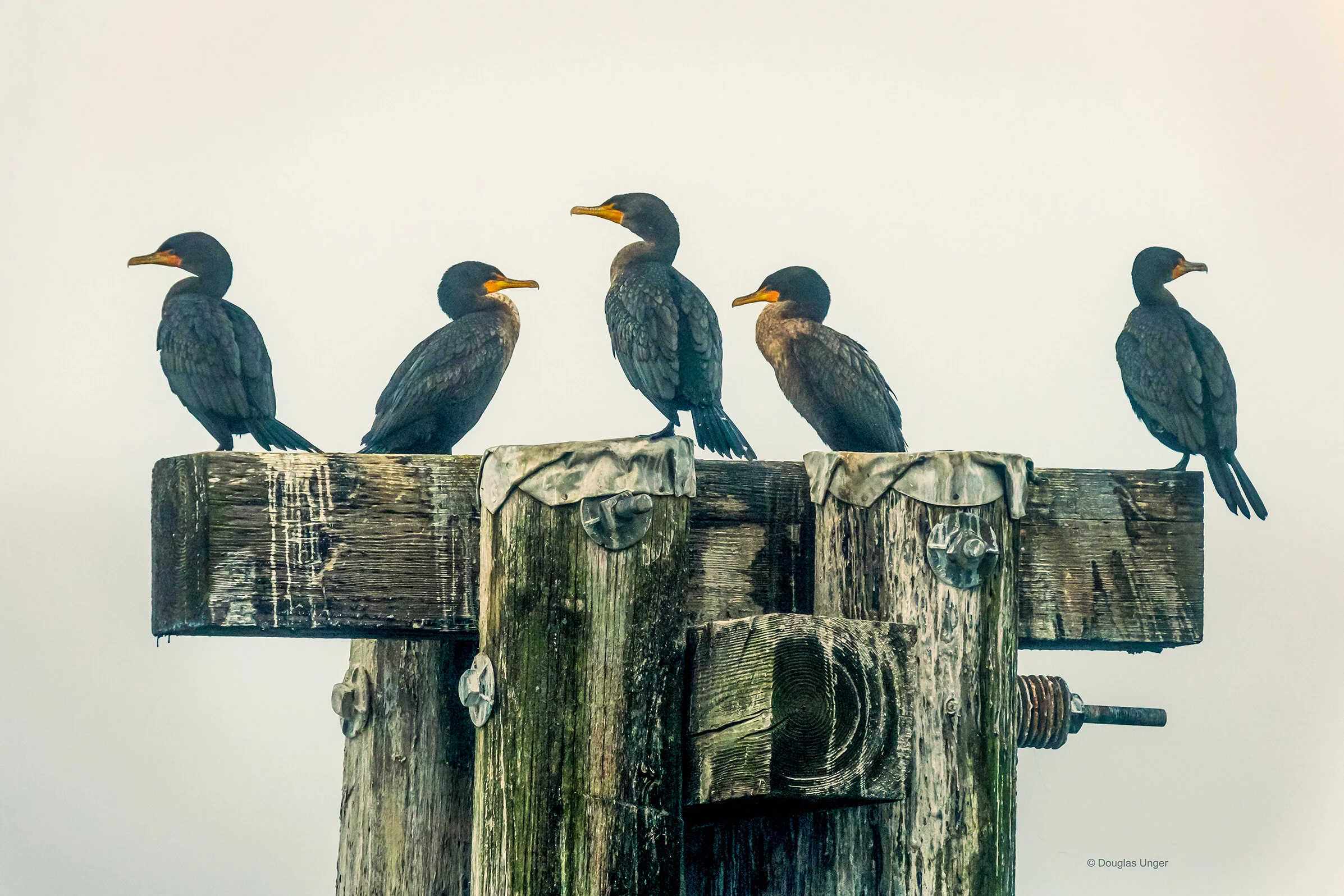 Five Cormorants