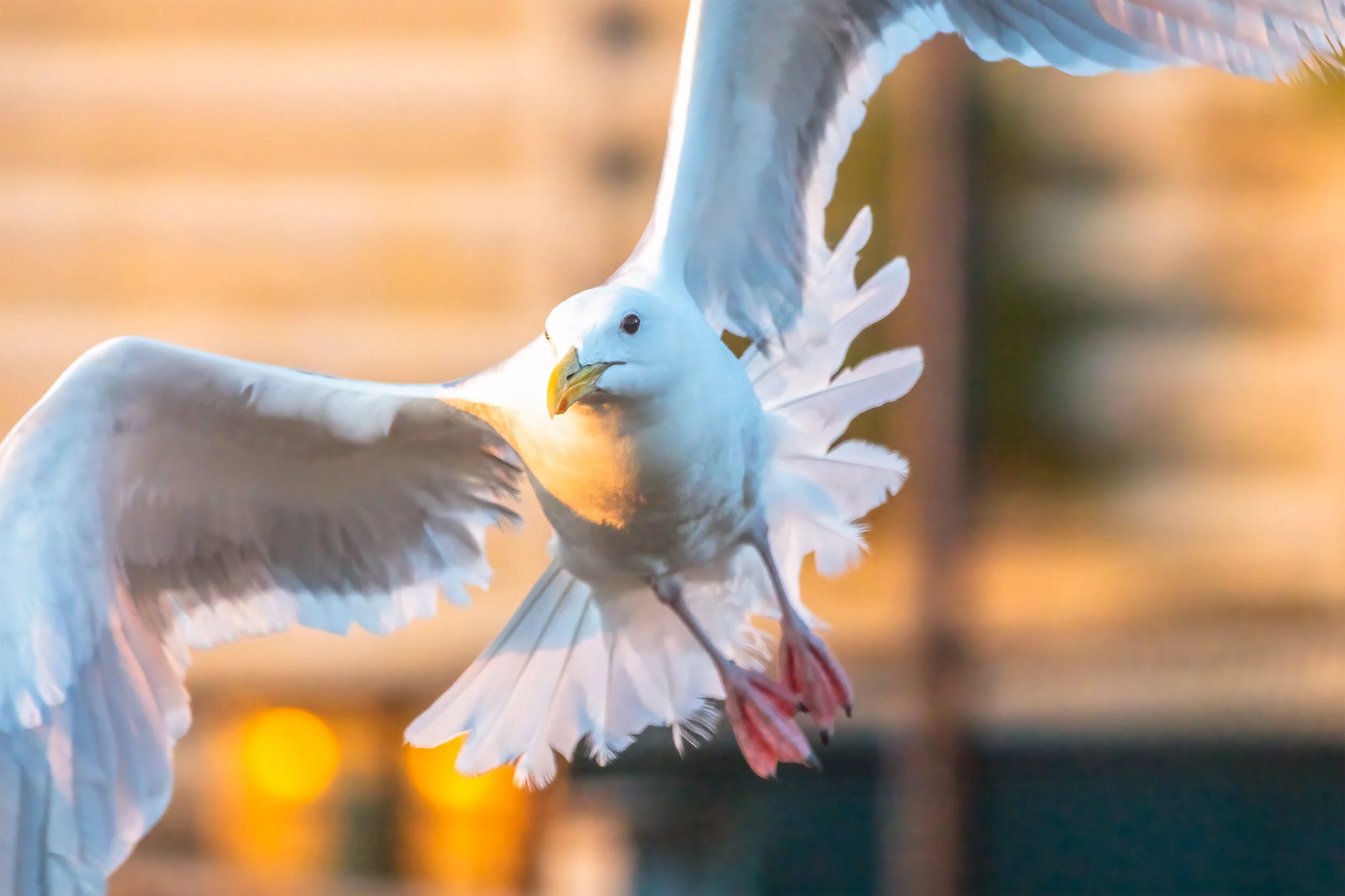 Flying Gull