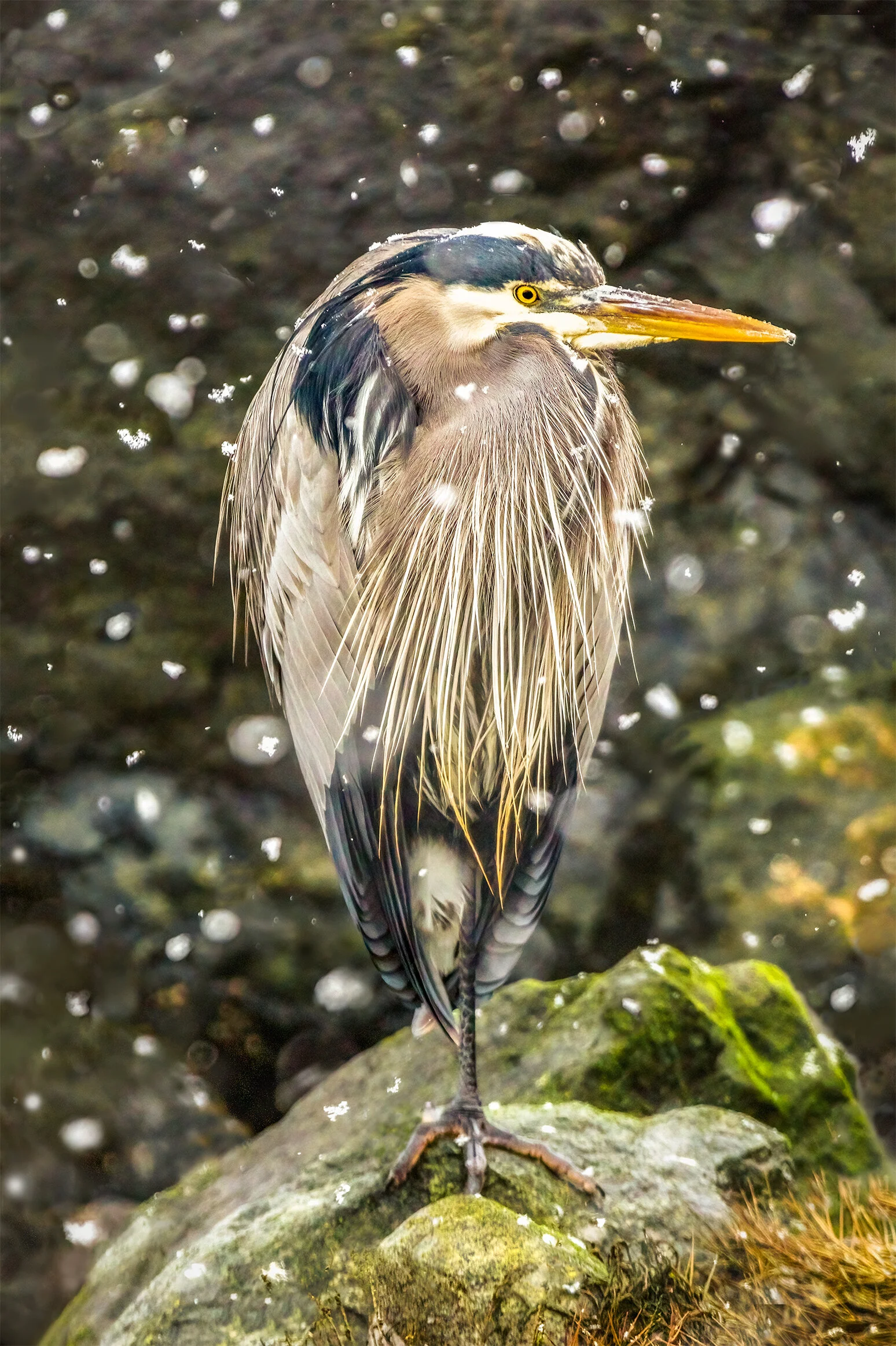 Heron And Snowflakes