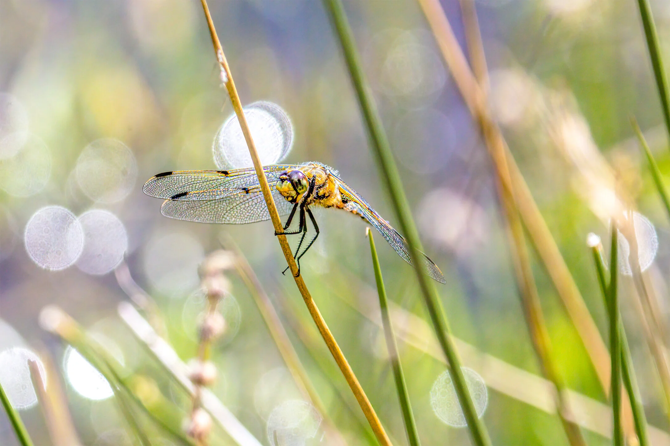Marsh Life
