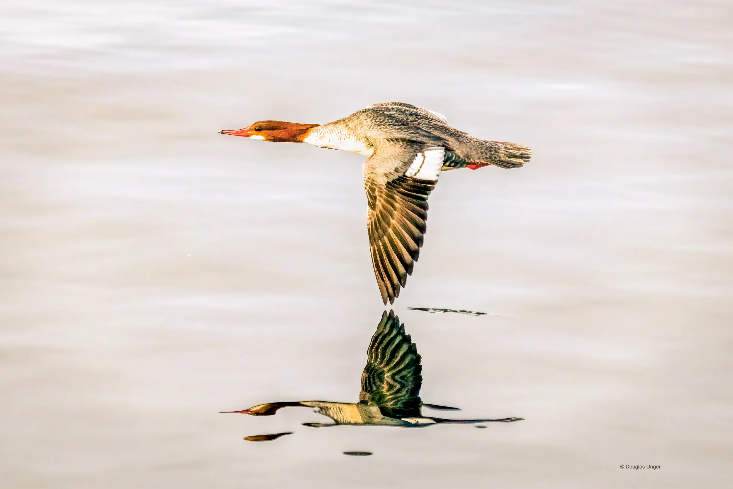 Merganser Flying
